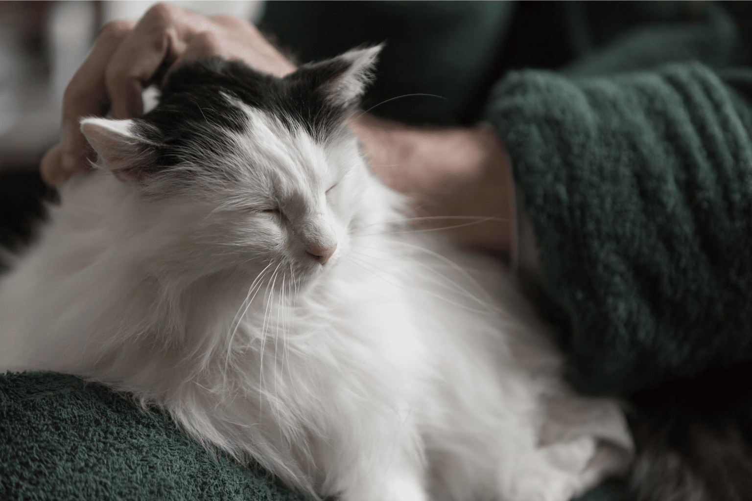 Old Cat Care: Natural Wellness for Senior Kitties