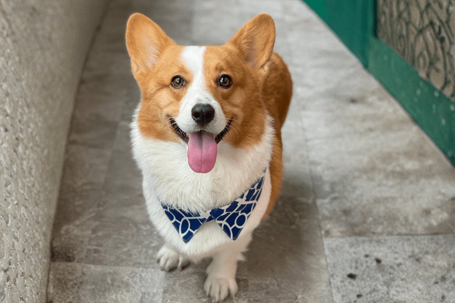 Dog Tongues: The Ultimate Guide to Care & Health