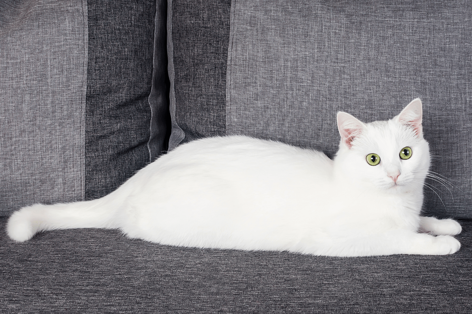 Cats Cleanliness: Complete Natural Care Guide