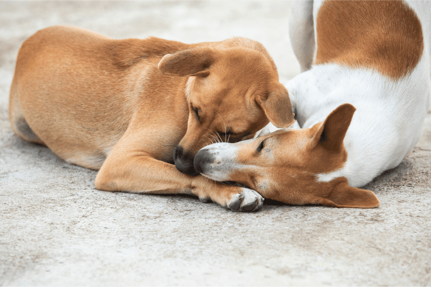 Dogs Positions: What Your Pups Sleep Poses Reveal