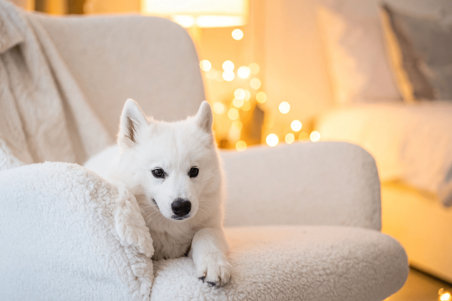 Honest Paws Reviews: Real Talk & Natural Alternatives