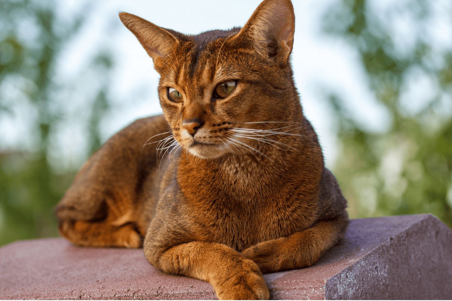 Abisinio Gato: Natural Wellness Guide for Active Cats