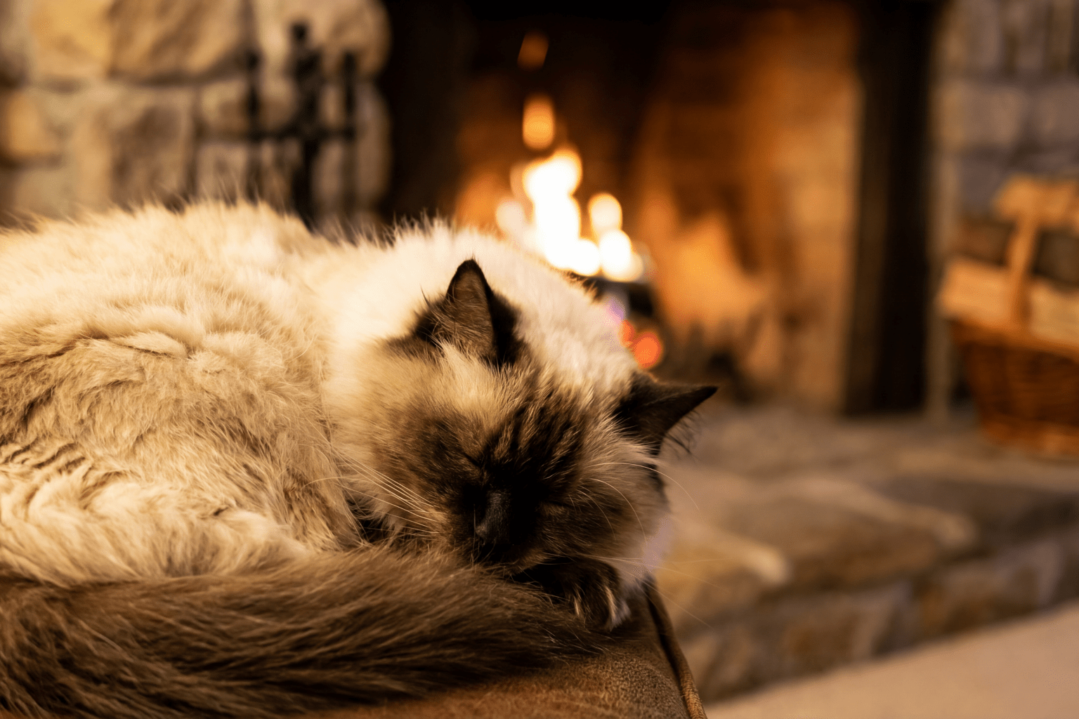 Hypothyroidism Treatment for Cats: Complete Guide