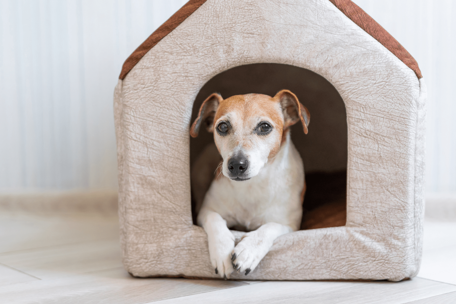 Blue Springs Shelter Pets: Gentle Wellness Guide