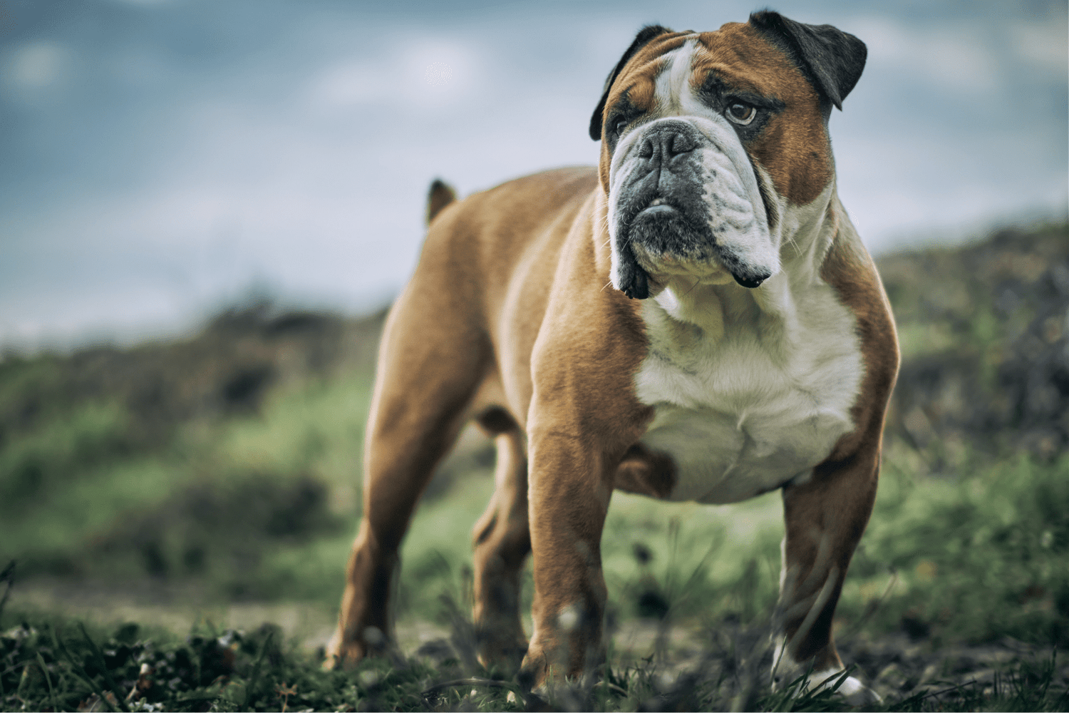 Dog And Glucosamine: Natural Joint Support Guide