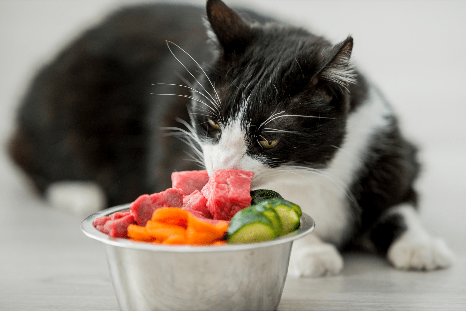 Cat Raw Food Diet: Complete Natural Feeding Guide