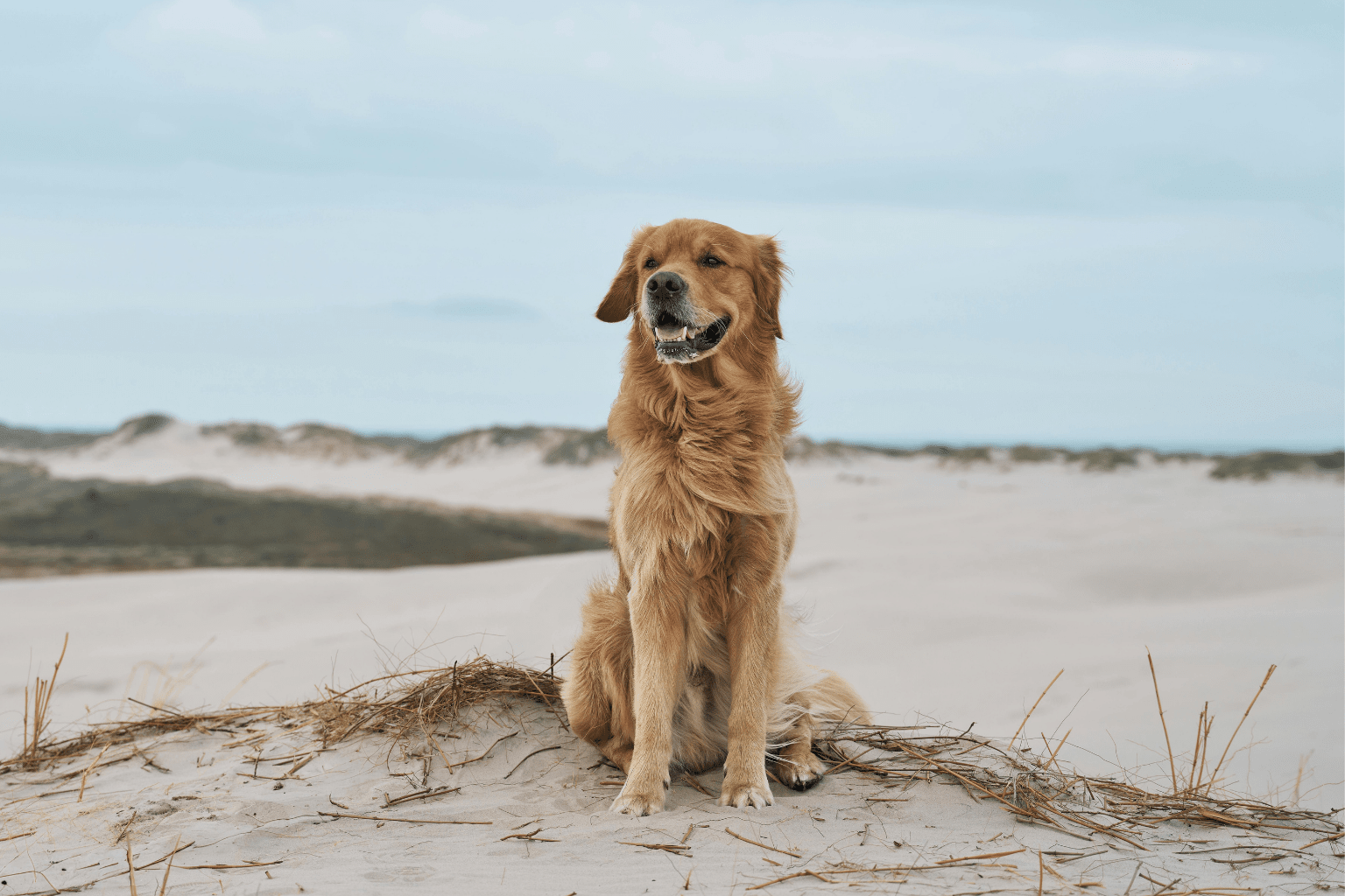 Dogs And Dry Skin: Gentle Care That Actually Works