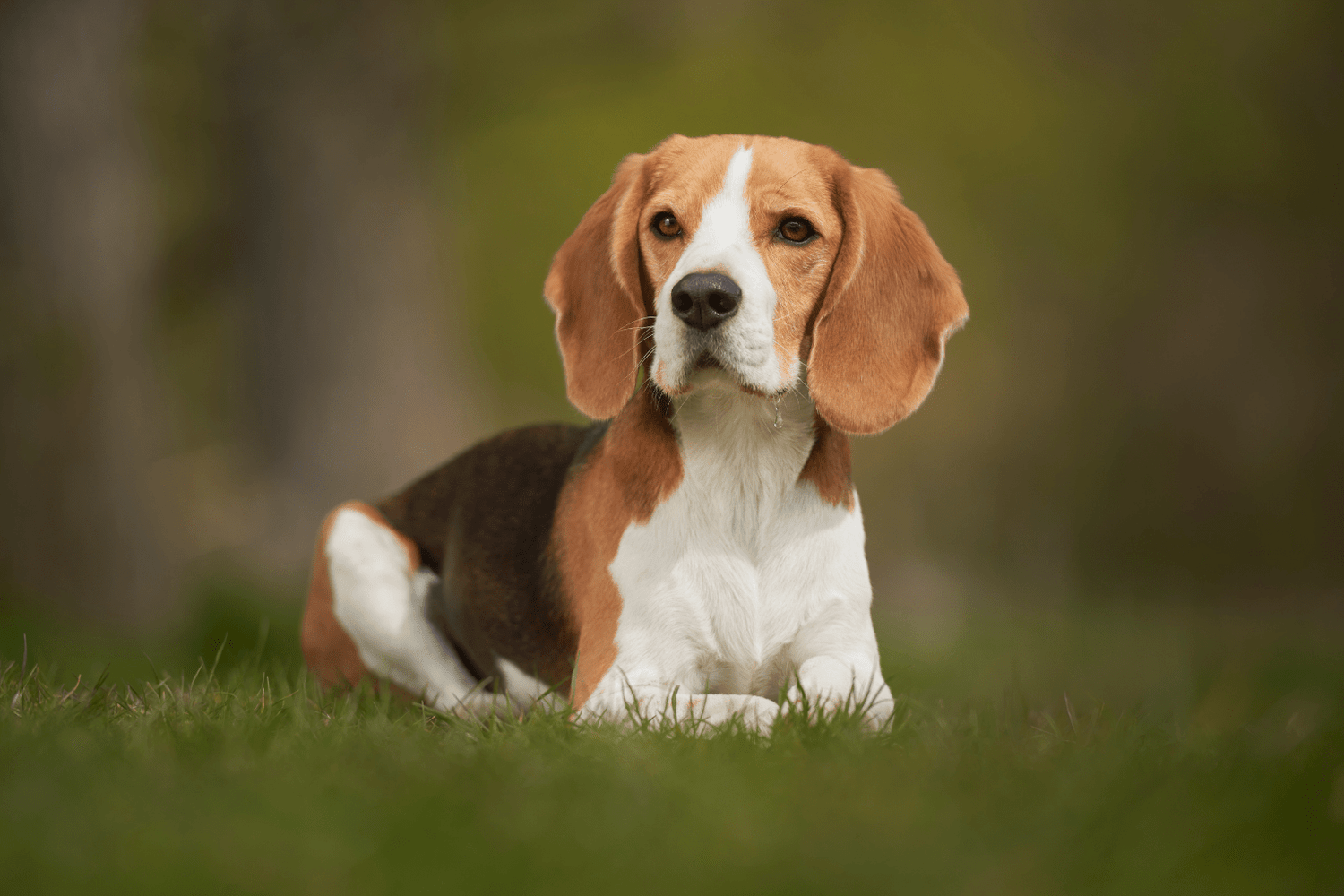 Dog Warts: Natural Care & Immunity Support Guide