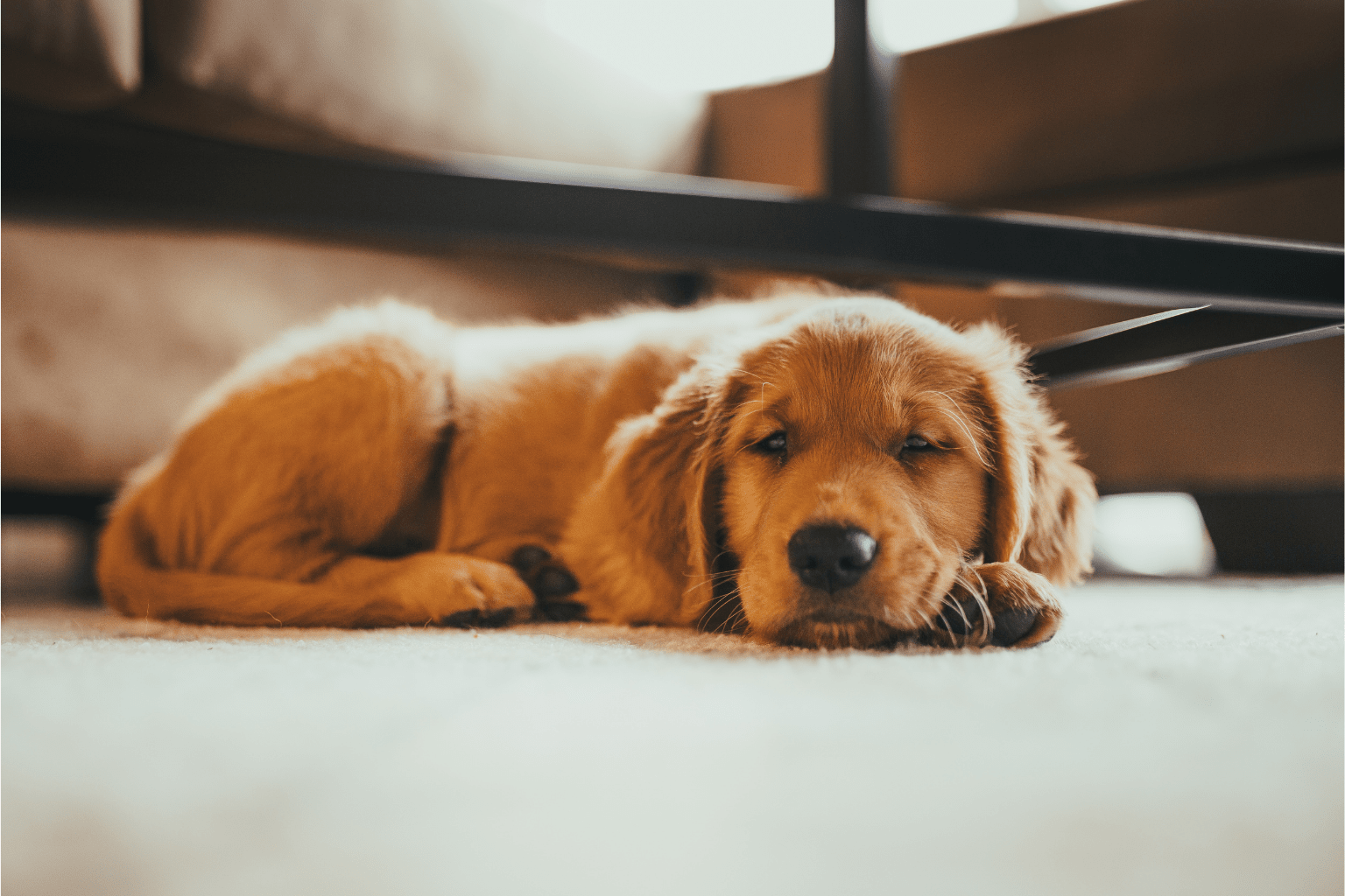 Dog Has Diarrhea: Gentle Home Care + When to Worry