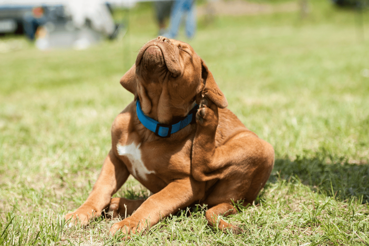 Good Flea Shampoo For Dogs: Safe & Effective