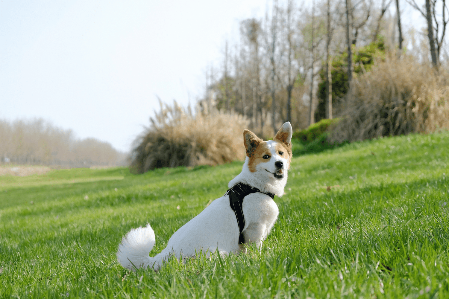 Natural Indigestion Treatment For Dogs That Works