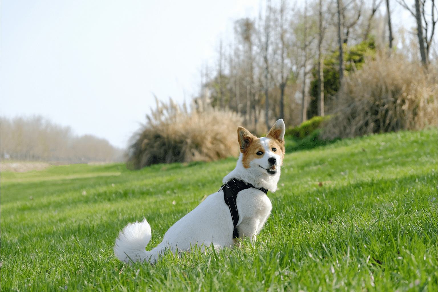 Natural Indigestion Treatment For Dogs That Works