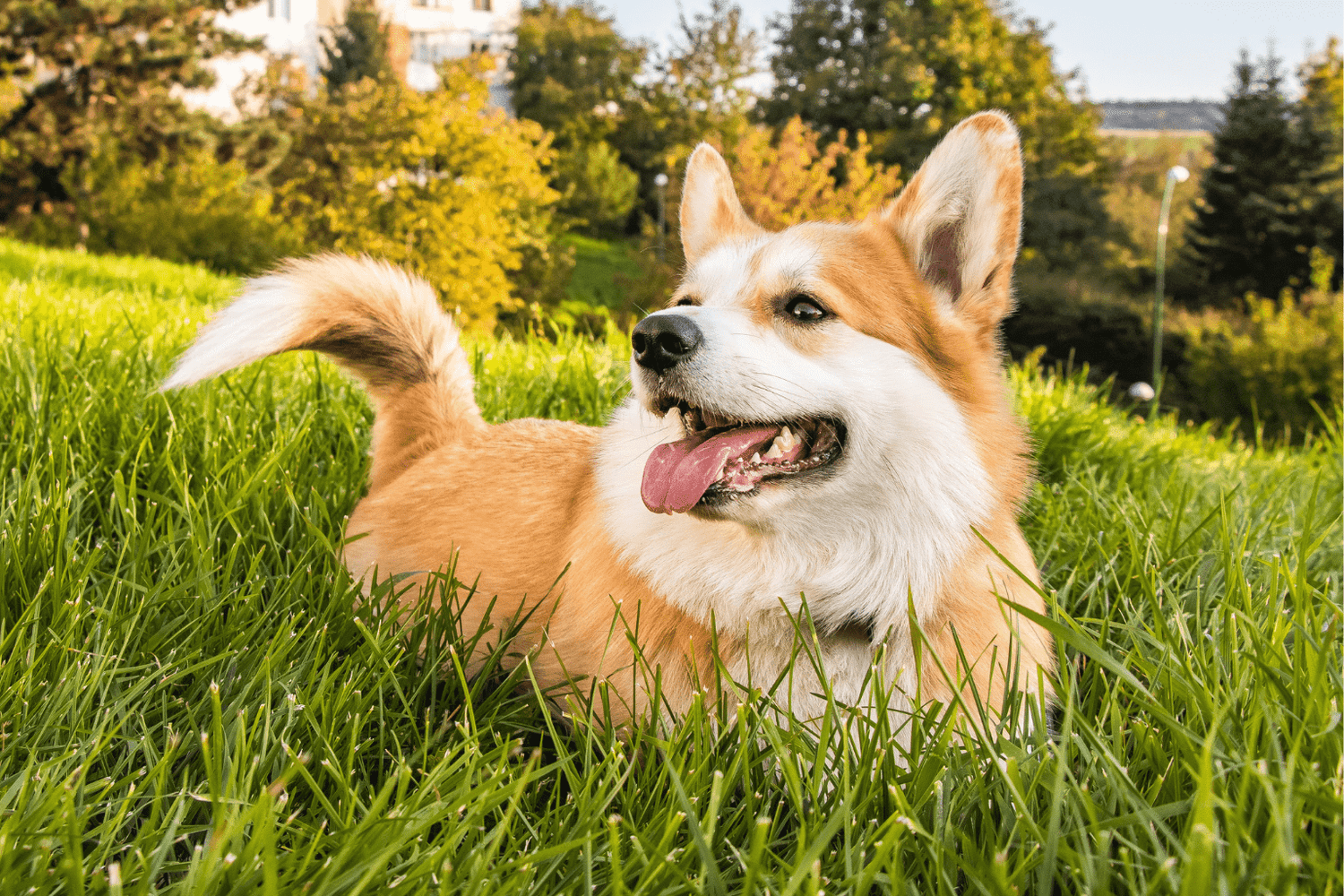 Dog Ear Infection Homeopathic Remedies That Work