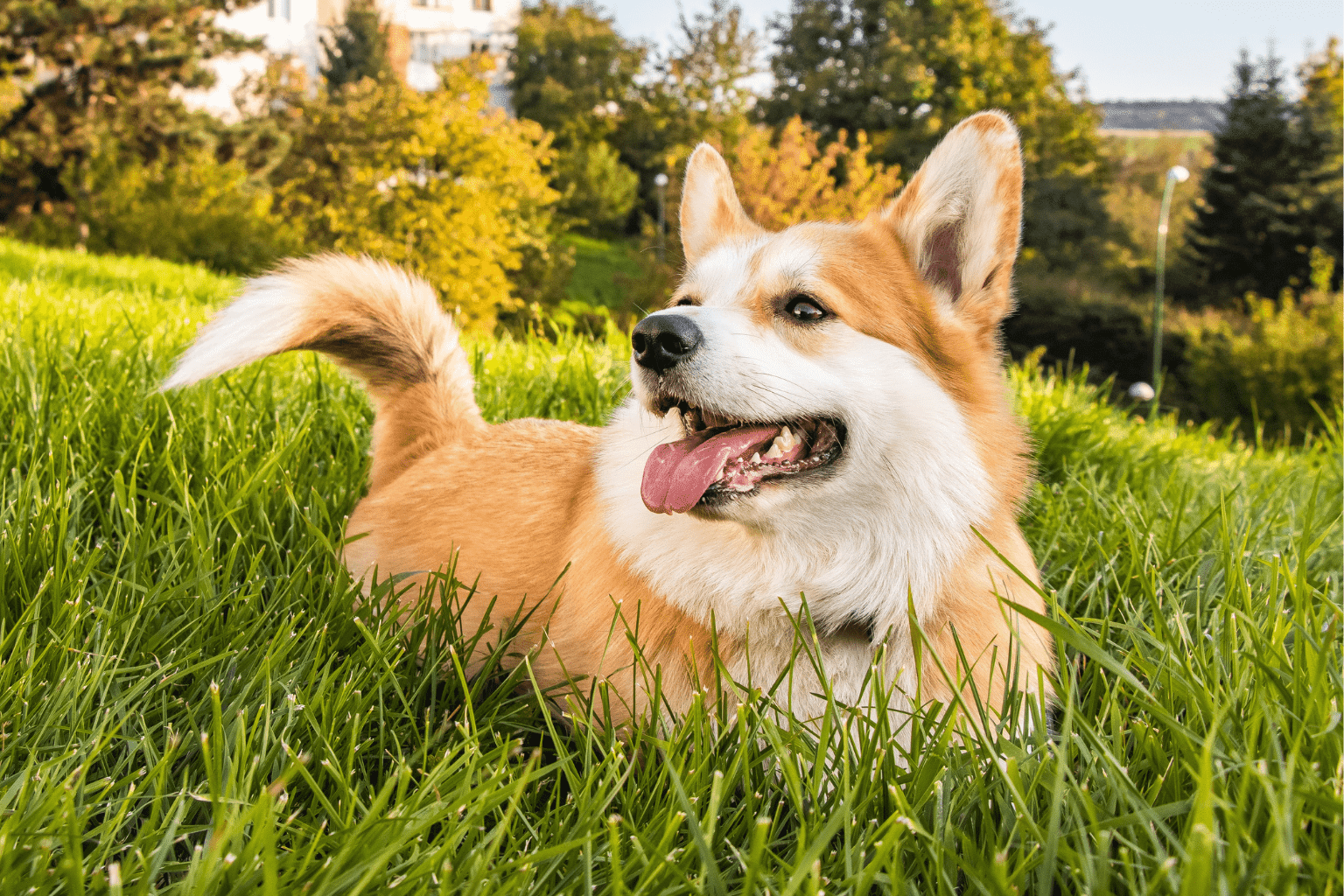 Dog Ear Infection Homeopathic Remedies That Work