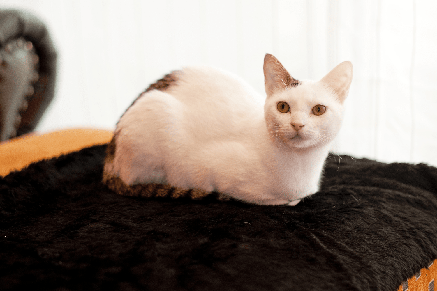 Cat Dandruff Solutions: Gentle Care for Healthier Skin