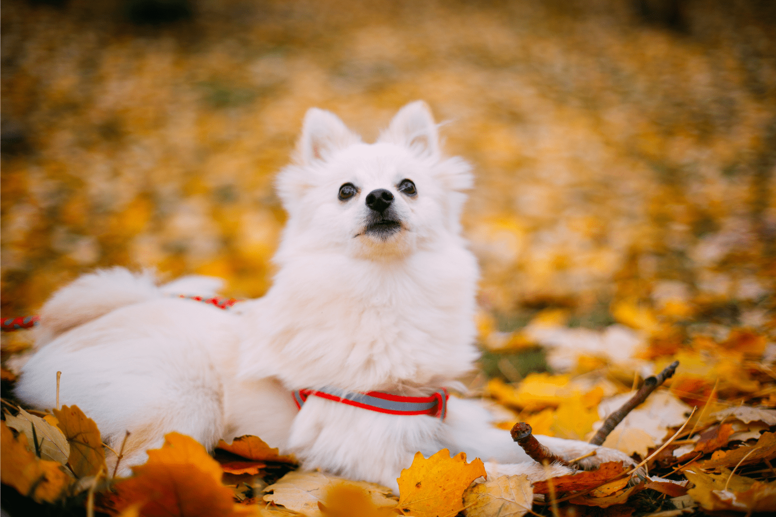 Hepatic Dog Health: Natural Support & Care Guide