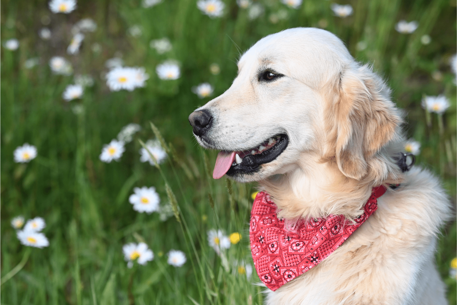 Skin Problems Dog Parents Trust: Natural Healing