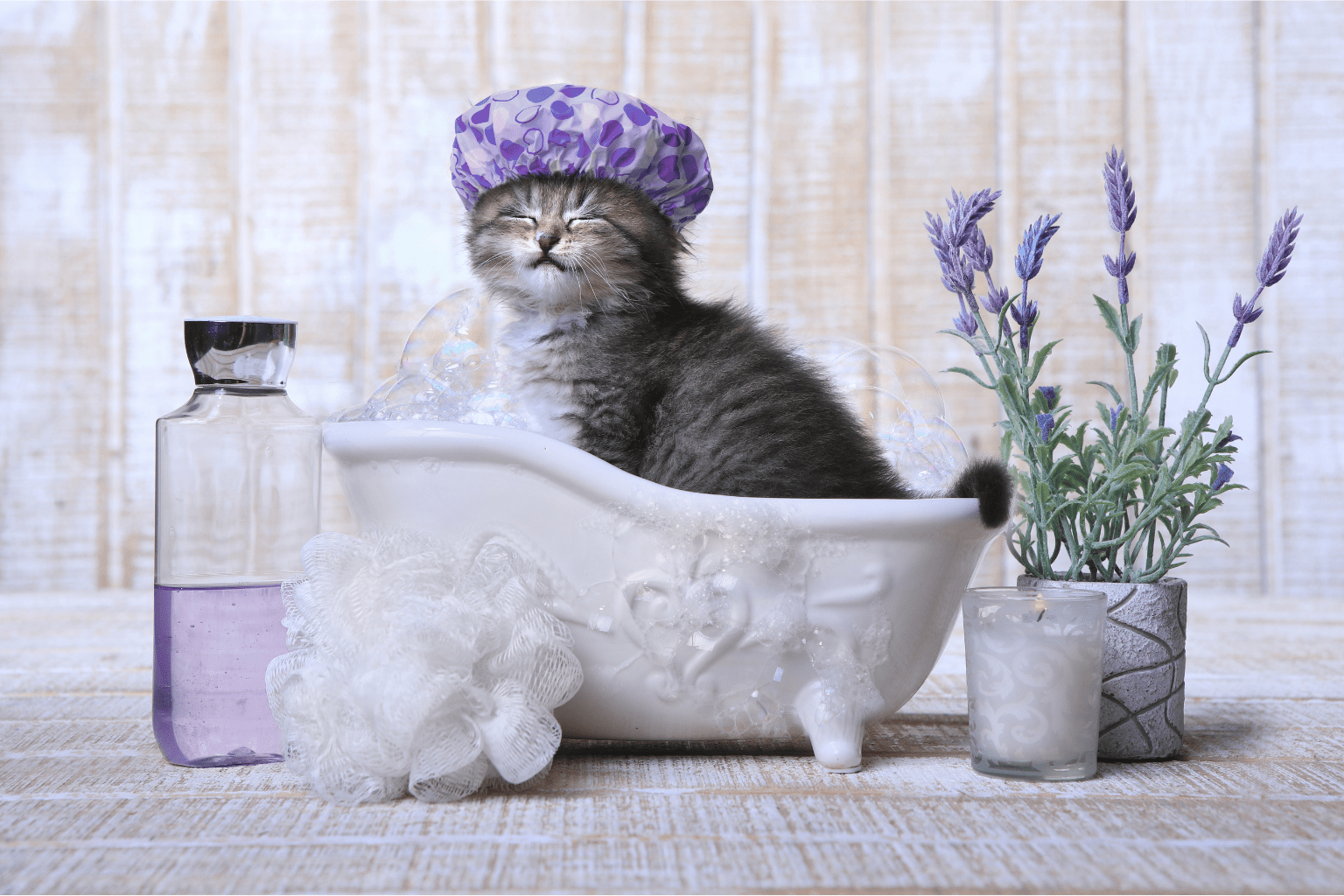 Cat Spa Day: Holistic Care Tips for Anxious Cats