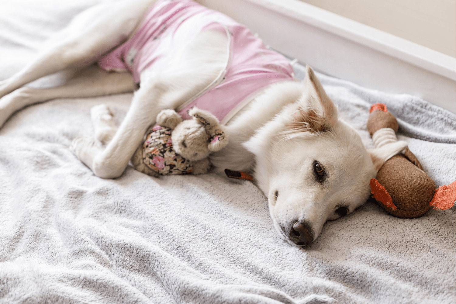 Dog Vomiting: When To Worry & Gentle Natural Relief