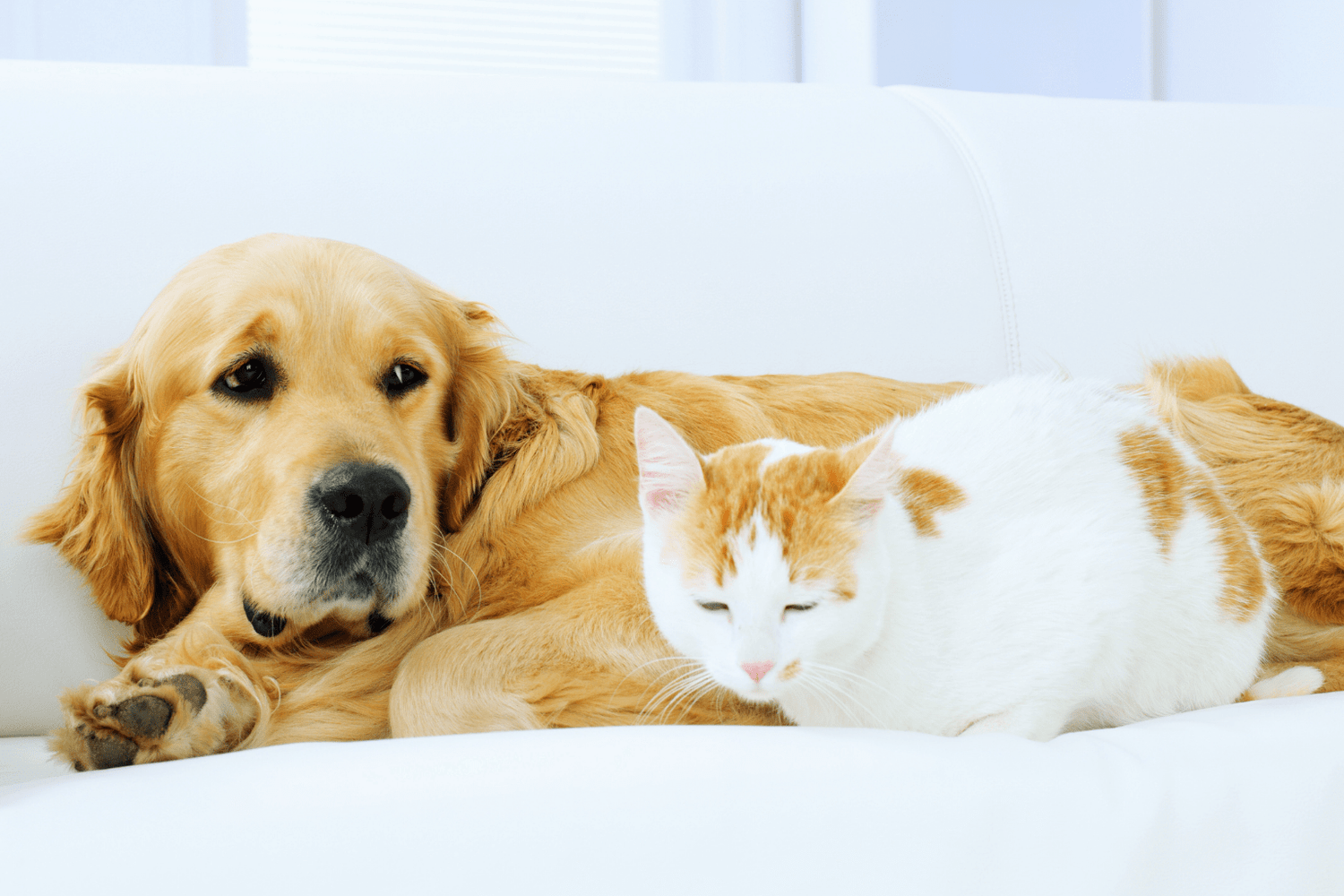 Dogs Vs Cats: Key Differences Every Pet Owner Needs