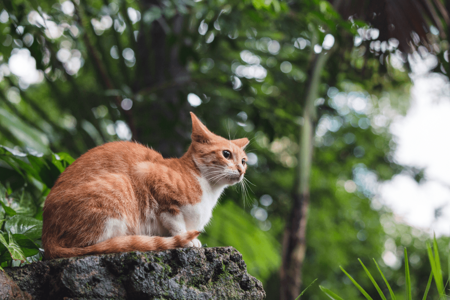 Independent Cats: Natural Wellness for Self-Reliant Felines