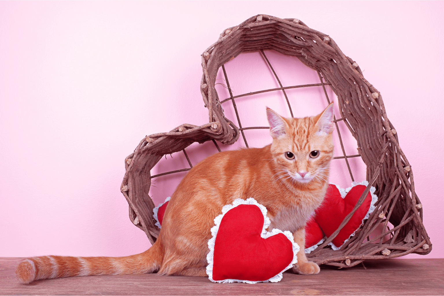 Heart Cats: The Deep Bond & Health Guide for Pet Parents