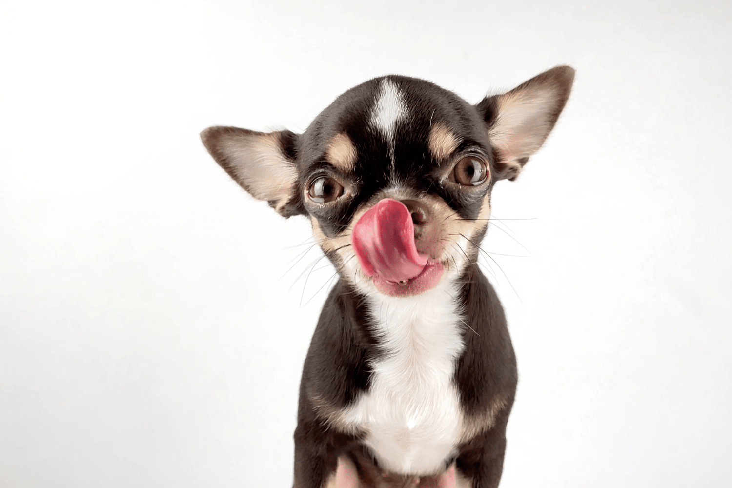 What Is The Best Natural Dog Food? 2025 Guide