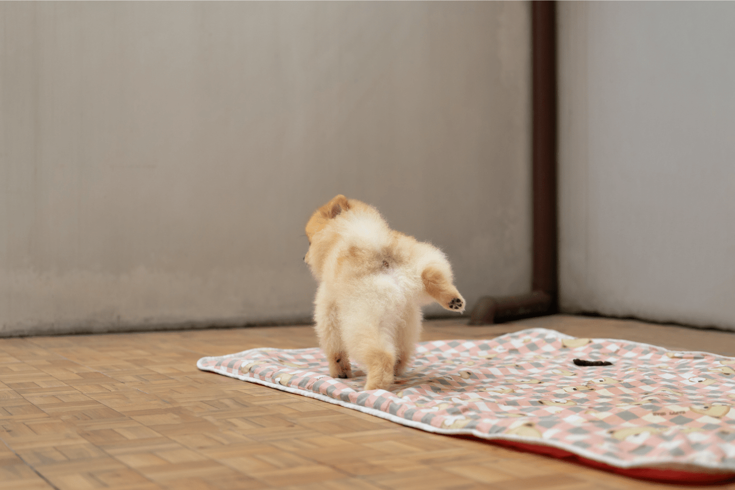 Best Pee Pads for Puppies + Wellness Tips 2025