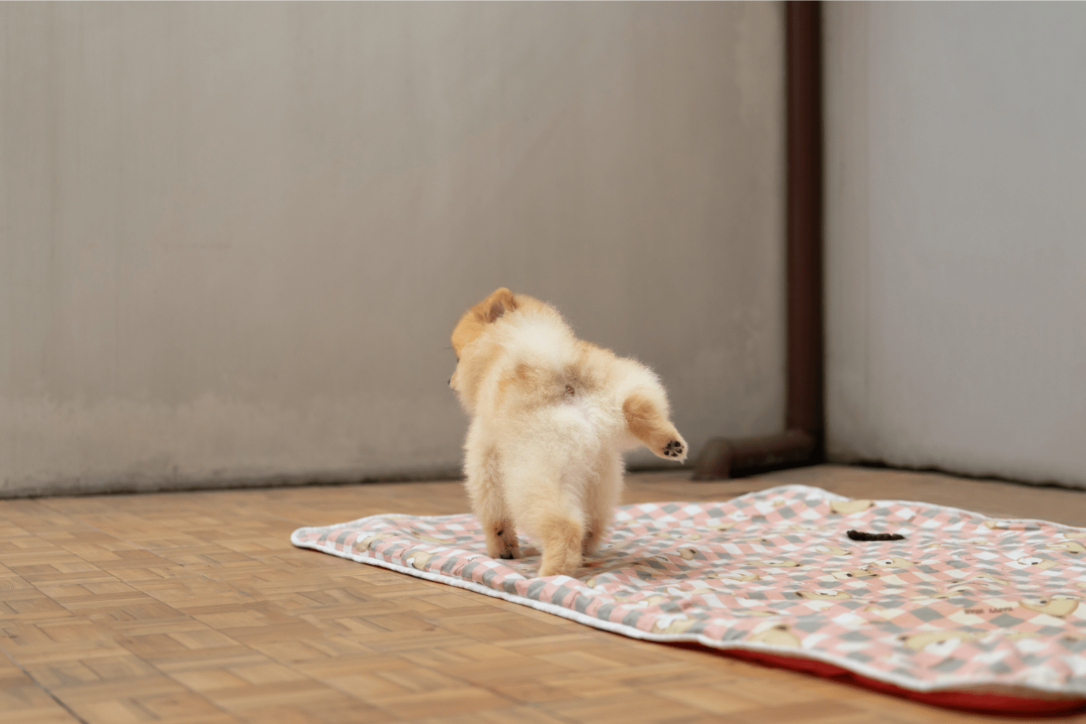 Best Pee Pads for Puppies + Wellness Tips 2025