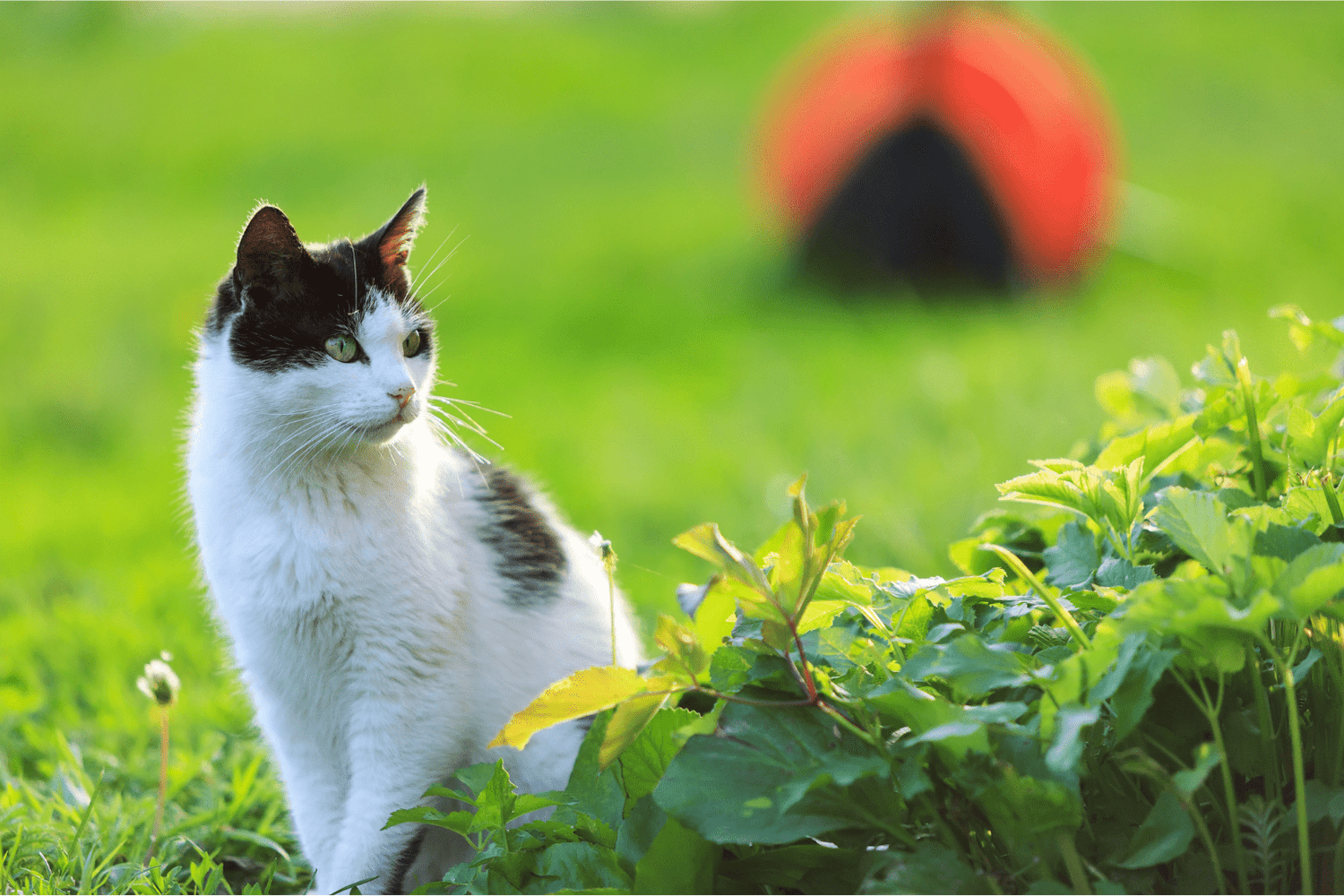Natural Roundworm Treatment for Cats: Safe Home Guide