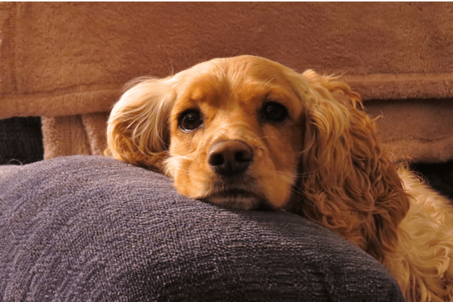 Dog Relaxing: Natural Techniques for Anxious Pets