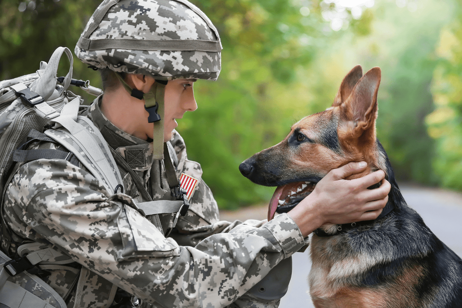 Dog Salute Training: Build Connection & Confidence