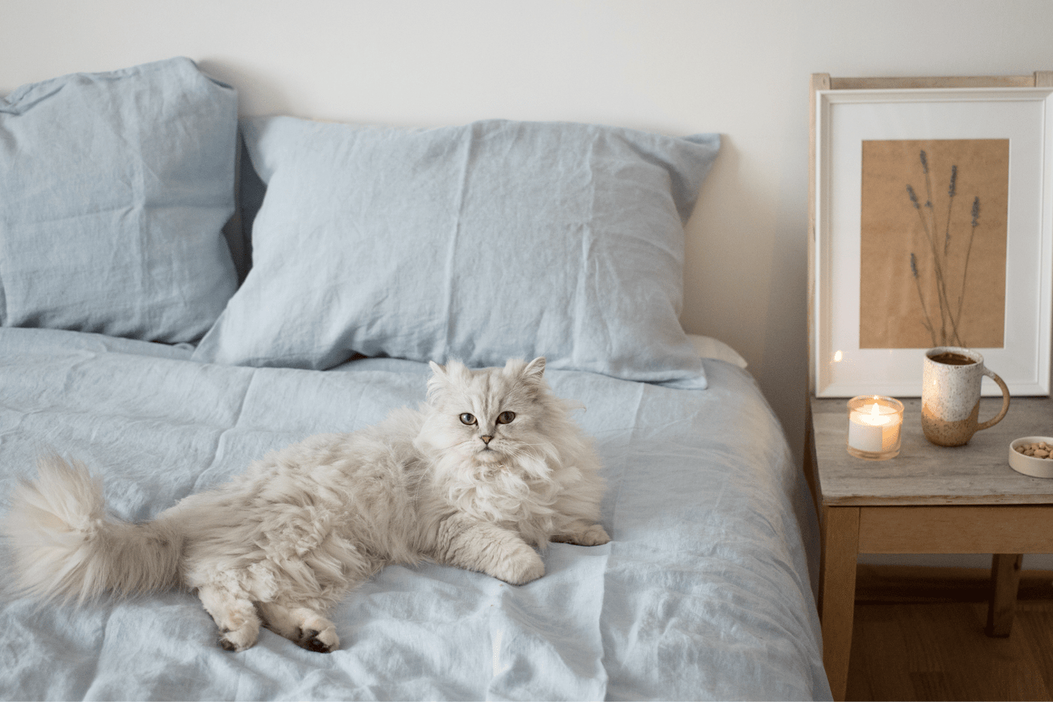 Cat Parents Guide to Natural Wellness for Felines