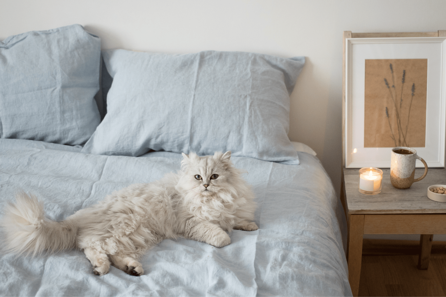 Cat Parents Guide to Natural Wellness for Felines