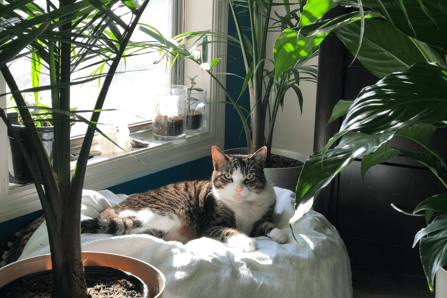 Cats Benefits: 29 Proven Ways Felines Boost Health