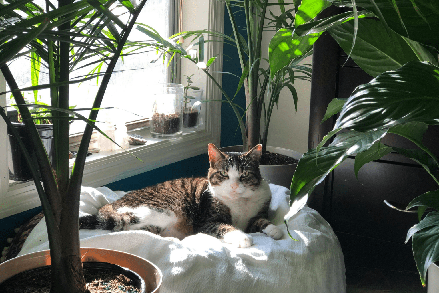 Cats Benefits: 29 Proven Ways Felines Boost Health