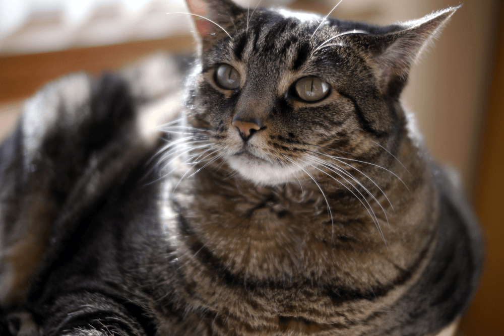 Photo inspiration: Gallery Detail: Cat Hyperthyroid Weight Gain Treatment Natural Guide