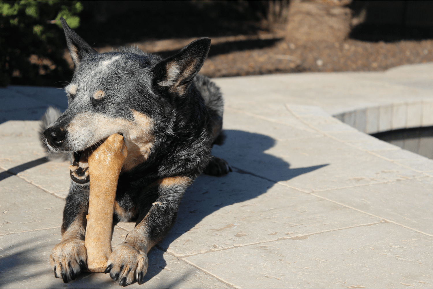 Best Natural Dog Chews: Safe Picks Every Pet Parent Needs