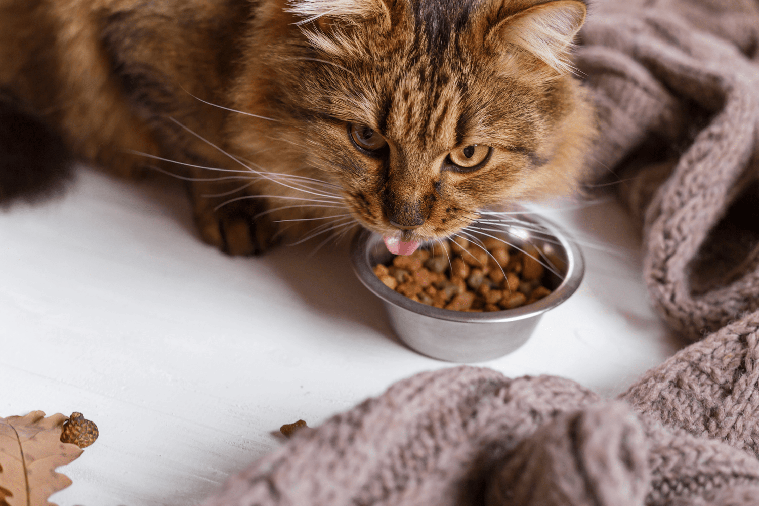I and Love and You Cat Food Review: Worth It?