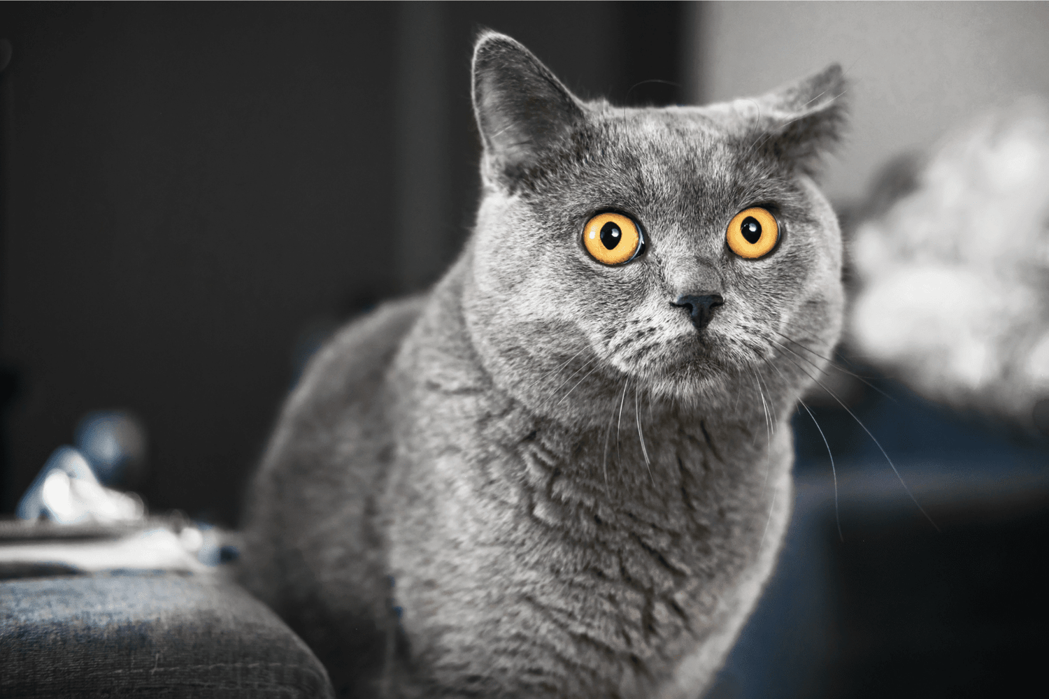 SAMe for Cats: Essential Liver & Brain Support Guide