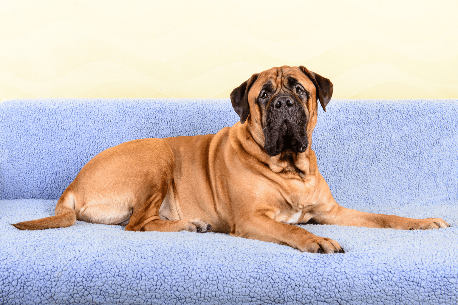 Dog Elbow Cancer Guide: Detection & Natural Care