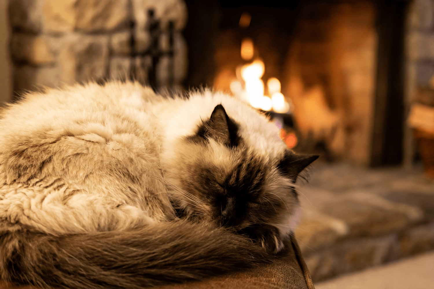 10 Facts About Cats Every Pet Parent Should Know