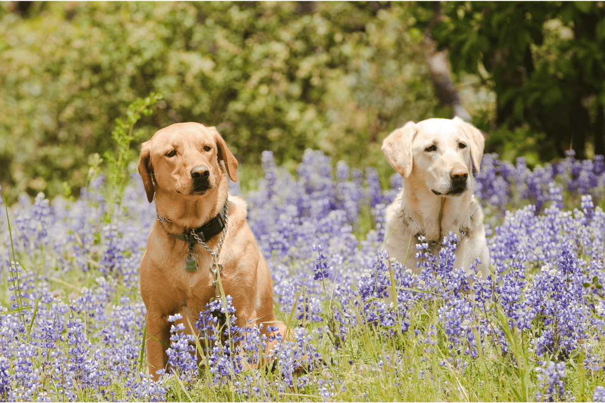 FirstMate Dog Food Review: Complete Pet Parent Guide