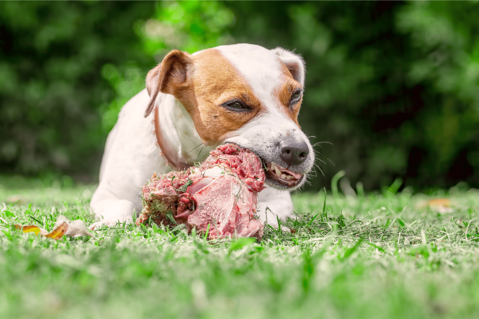 What Is the Best Protein for Dogs? Complete Guide