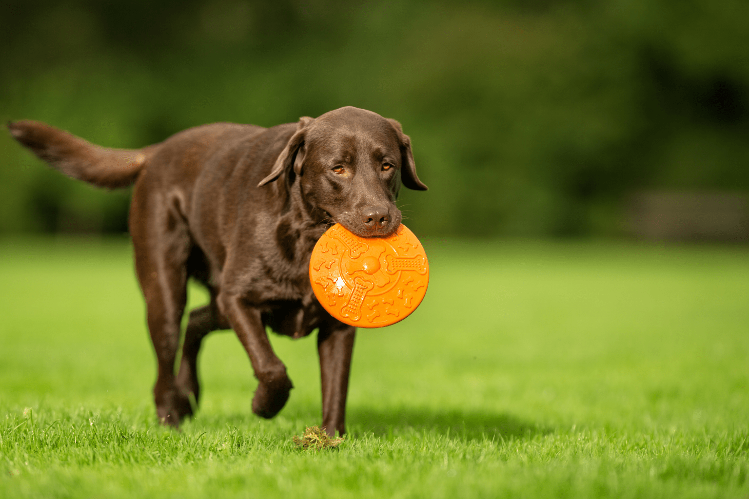 Can Dog Food Grain Free? The Natural Pet Parent Guide