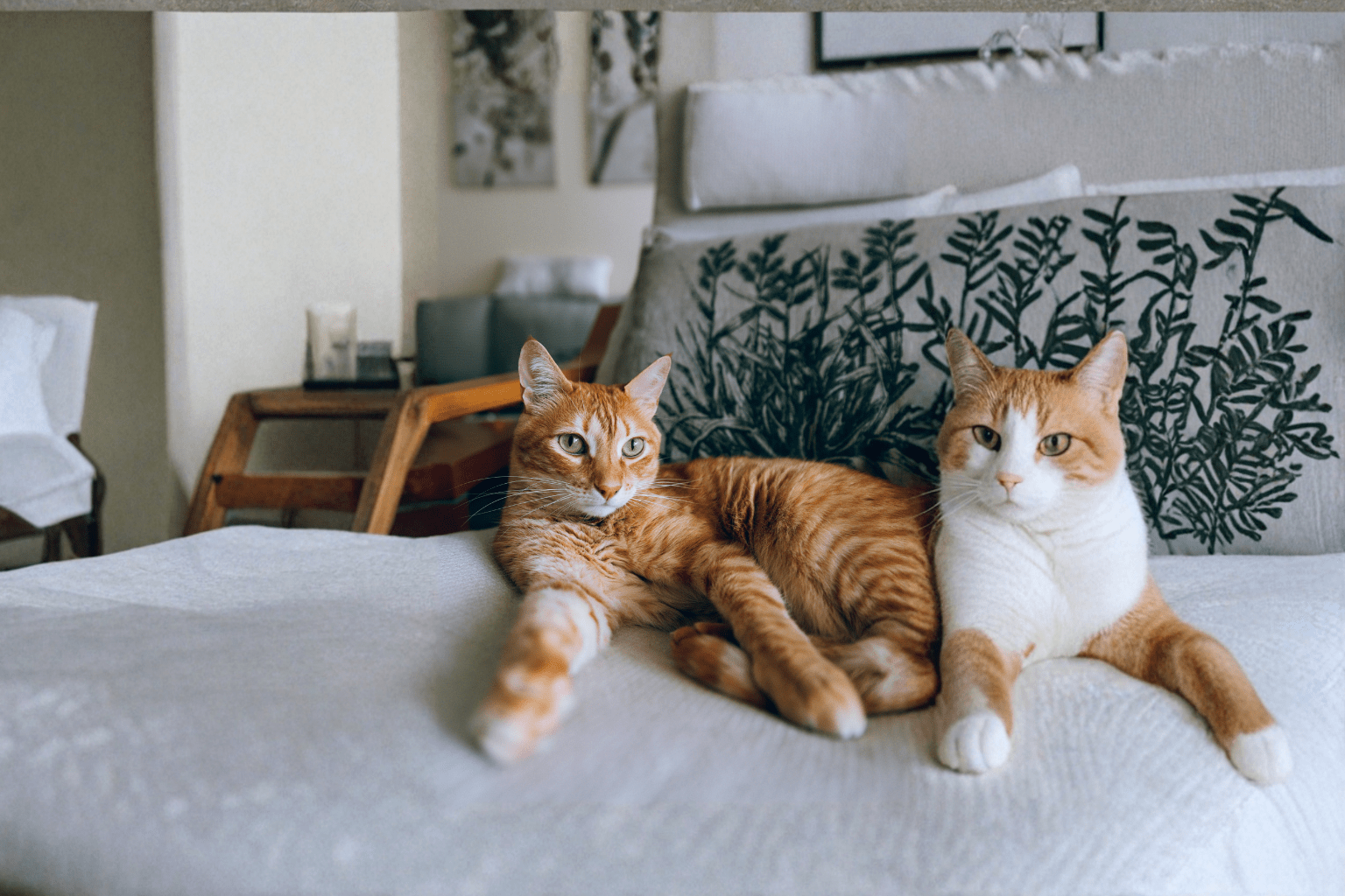 Safe Fruits For Cats: Complete Natural Treat Guide