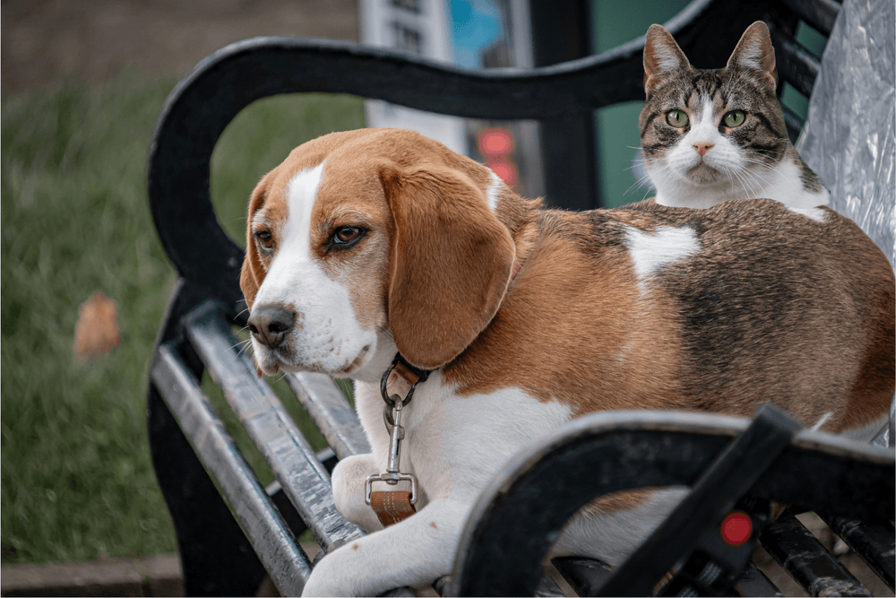 Beagle Dogs And Cats: Proven Compatibility Tips