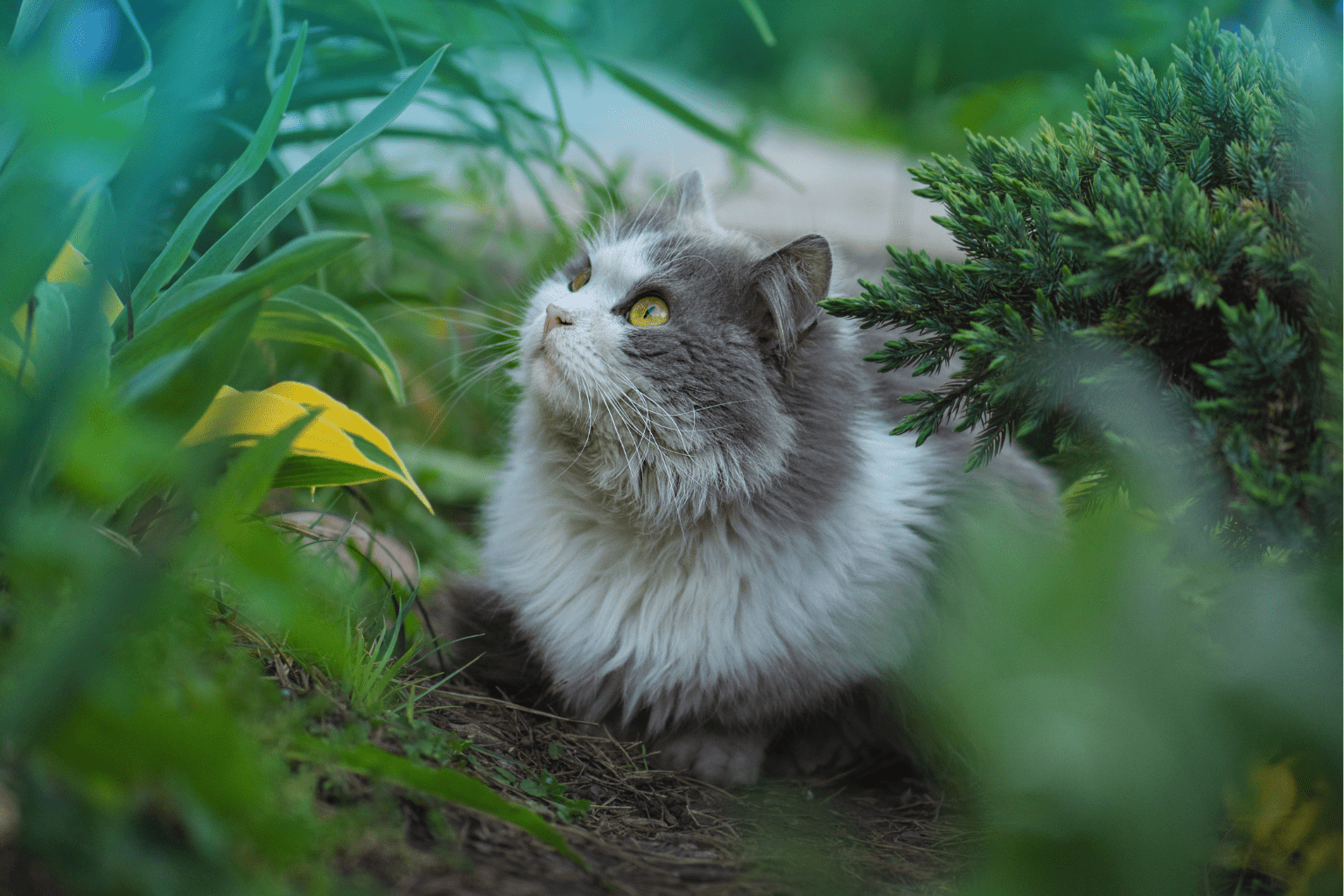 Allergies For Cats Remedies: Gentle Homeopathic Relief