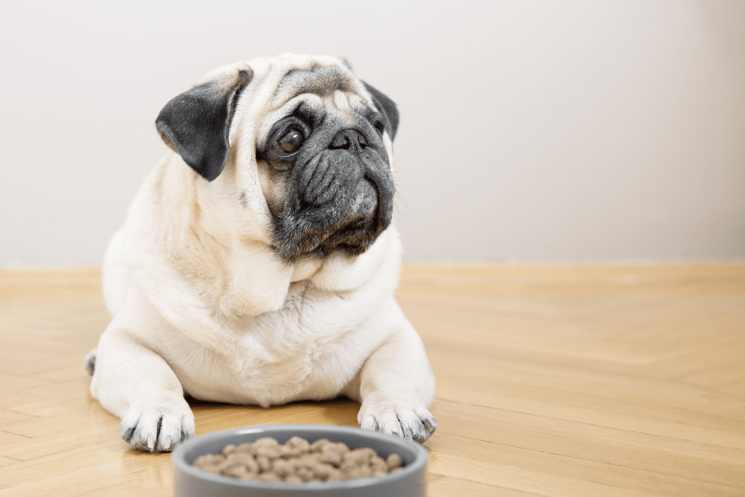 Beef Allergy in Dogs: Symptoms & Holistic Care