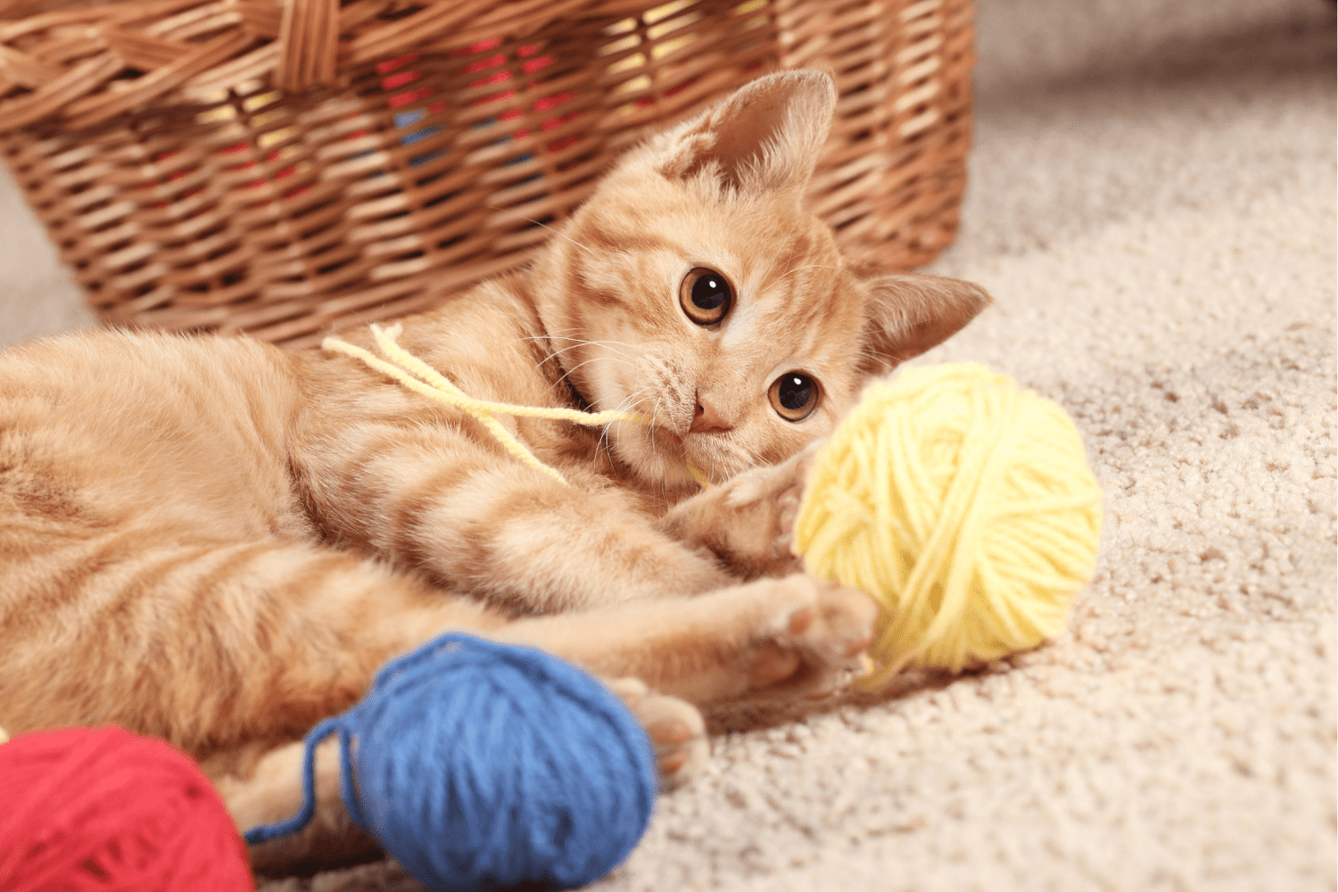 Enrichment Activities for Cats: Complete Wellness Guide